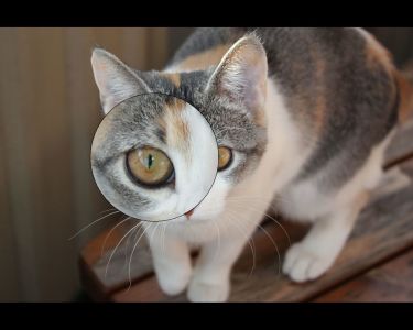 Snapshotting subregions